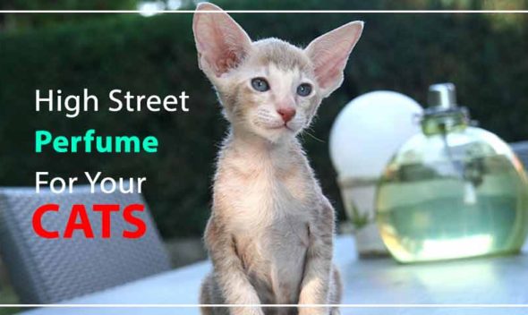 High Street Perfume For Your Cats