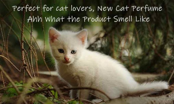 Perfect for cat lovers, New Cat Perfume Ahh What the Product Smell Like