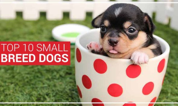 Top 10 small breed dogs