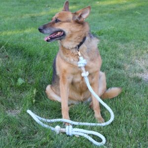handsfree dog leash
