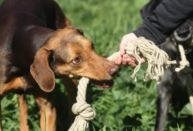 Organic-hemp-rope-dog-toy,