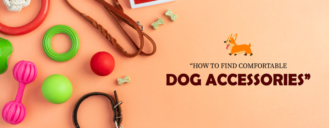 Dog Accessories