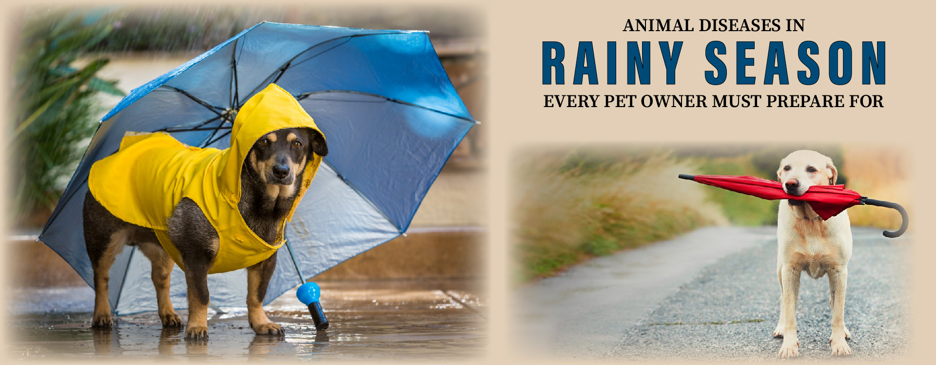 Rainy Season For Pets